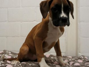 Magnifique portée de 4 chiots Boxer à donner