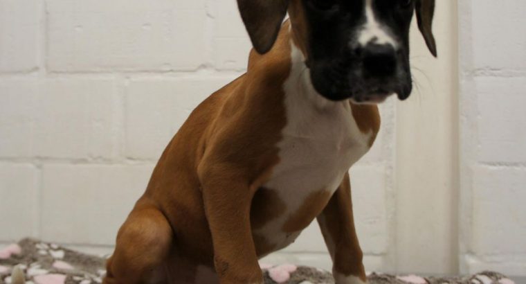 Magnifique portée de 4 chiots Boxer à donner