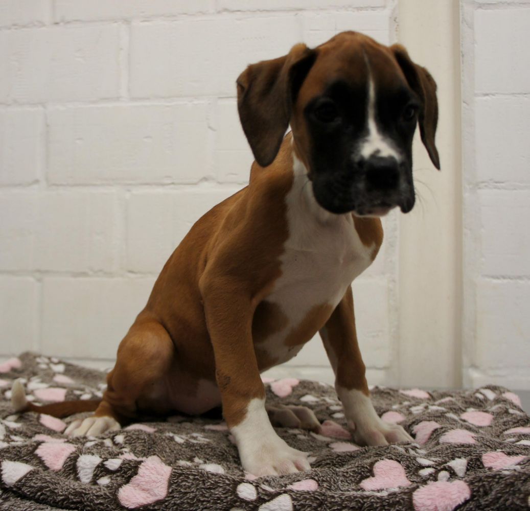 Magnifique portée de 4 chiots Boxer à donner