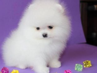 Vends beaux chiots pomeranian teacup