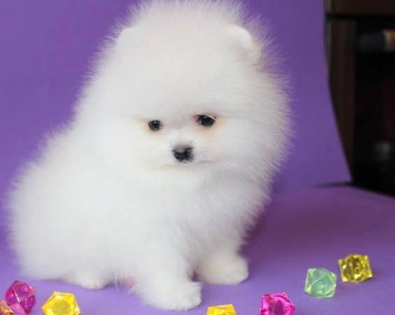 Vends beaux chiots pomeranian teacup