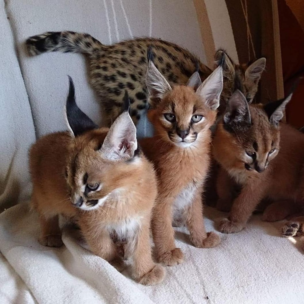 Chat Savannah Paris En Ile De France Site D Annonces Fr Chat Savannah Paris En Ile De France Site D Annonces Fr
