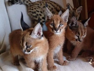 Chaton serval , Savannah et caracal à vendre