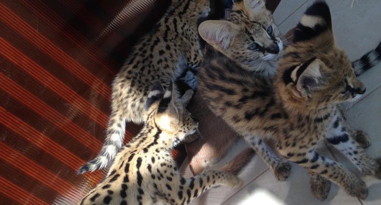 Chaton serval , Savannah et caracal à vendre