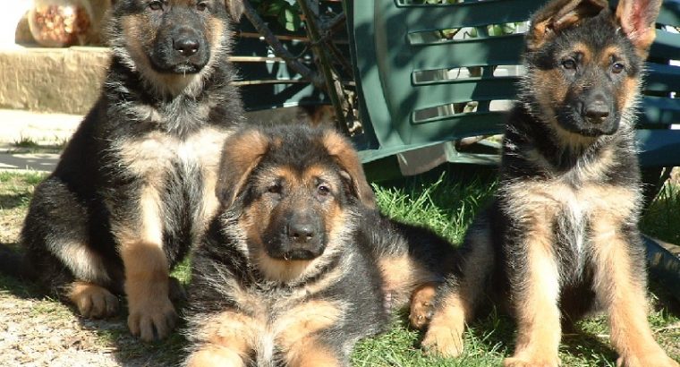 Chiots berger allemands