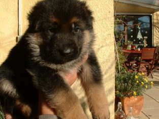 Chiots berger allemands