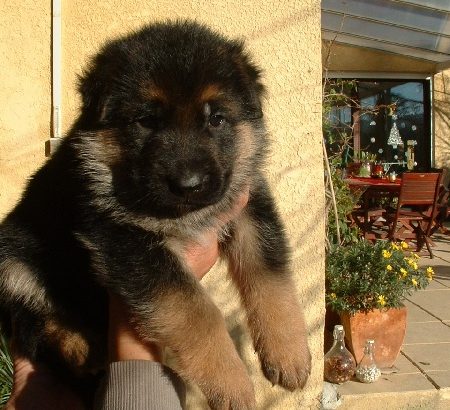 Chiots berger allemands