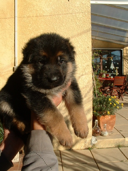 Chiots berger allemands