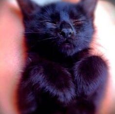 Petits chatons noirs à donner gratuit (8 semaines 1/2)