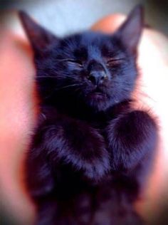 Petits chatons noirs à donner gratuit (8 semaines 1/2)