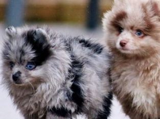 Des Chiots spitz nain pomeranien a vendre