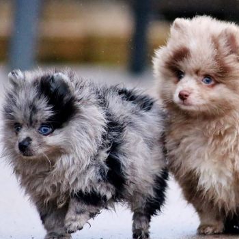 Des Chiots spitz nain pomeranien a vendre