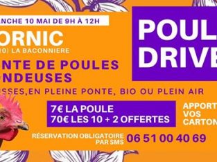 Vente des poules pondeuse 18 mois