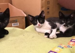 4 chatons mignons à donner, prêts à être adopté