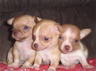 Vends magnifique chiot chihuahua