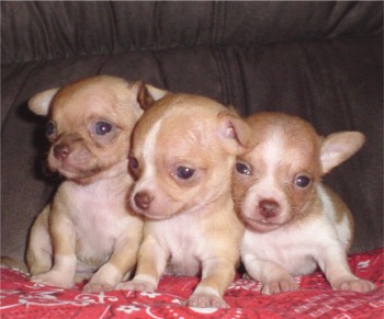 Vends magnifique chiot chihuahua