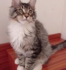 Vends Chaton Maine coon Loof Disponible