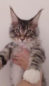 Vends Chaton Maine coon Loof Disponible